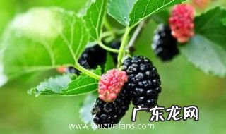 桑椹有什么功效 桑椹有哪些功效