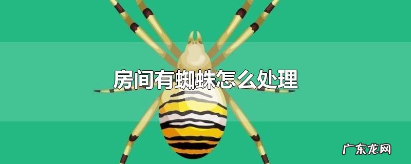 房间有蜘蛛怎么处理