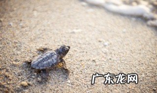 甲鱼有什么功效 甲鱼的功效与作用