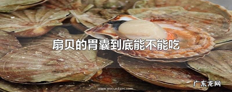 扇贝的胃囊到底能不能吃
