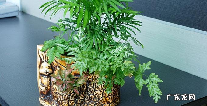 鱼缸里的竹子叫什么 竹子做的鱼缸风水如何