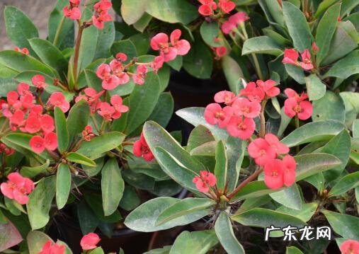 养刺梅花有什么说法吗 刺梅花中有绿叶是啥风水作用