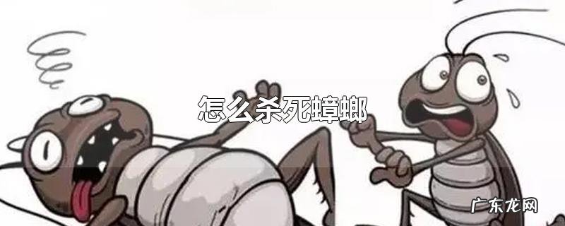 怎么杀死蟑螂