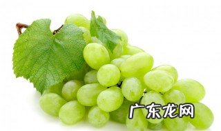 萄萄不能和什么一起吃 葡萄不可以和什么一起吃