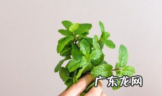 薄荷泡水有什么功效 薄荷泡水喝的功效与作用