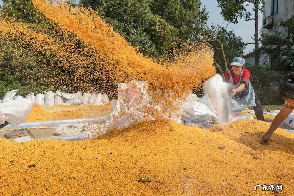算二十四 24节气