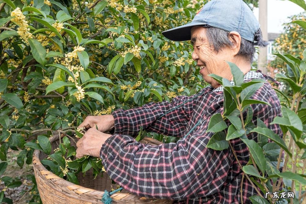 算二十四 24节气