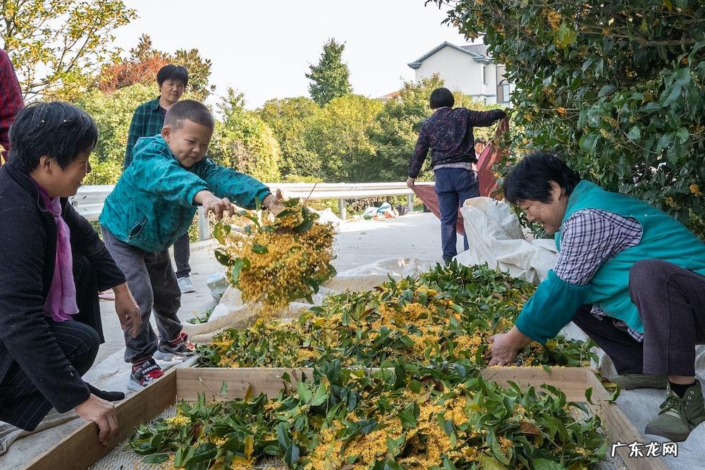 算二十四 24节气