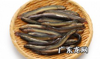 泥鳅有什么功效 泥鳅的功效