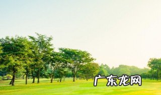 桦树泪有什么功效 桦树泪的作用