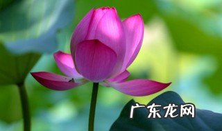 荷花的别名是什么 荷花又可以叫啥