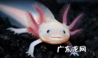 六角恐龙吃什么食物 六角恐龙吃哪些食物