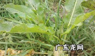牛耳大黄有什么功效和作用 牛耳大黄的功效是什么