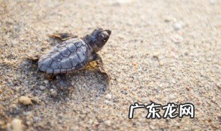 观赏龟的种类有哪些 观赏龟的种类有什么