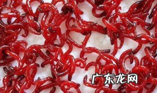 鱼类天然饵料红虫是什么 红虫是什么