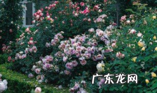 蔷薇叶子发黄的原因是什么 为什么蔷薇叶子发黄