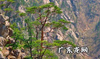 松树有什么作用 松树有何常见的作用