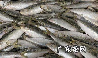沙丁鱼吃什么食物 沙丁鱼的简介