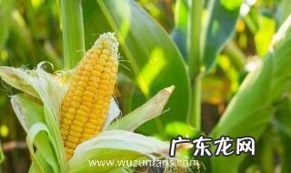 新鲜玉米如何蒸好吃 新鲜玉米怎么蒸好吃