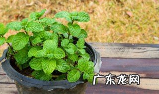盆栽薄荷的种植方法和管理 盆栽薄荷如何种植和管理