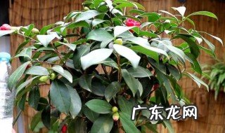 茶花盆栽管理方法 茶花盆栽管理方法介绍