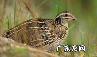 鹌鹑喜欢吃什么食物 喂鹌鹑吃什么