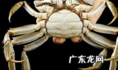 正常螃蟹有几条腿 一只螃蟹有几条腿