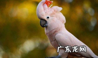 鹦鹉为什么会说话 鹦鹉会说话的原因