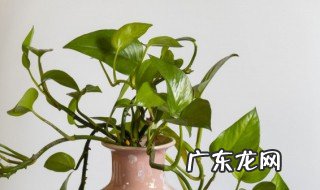 绿萝用什么叶面肥好 绿萝施哪种肥料