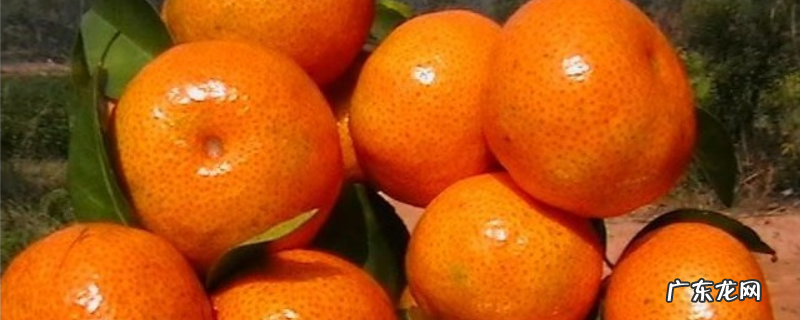 沙糖桔病虫害用哪些农药防治,防治方法有哪些