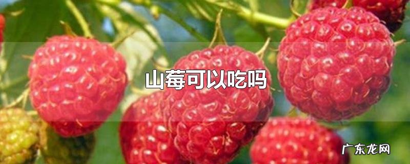 山莓可以吃吗