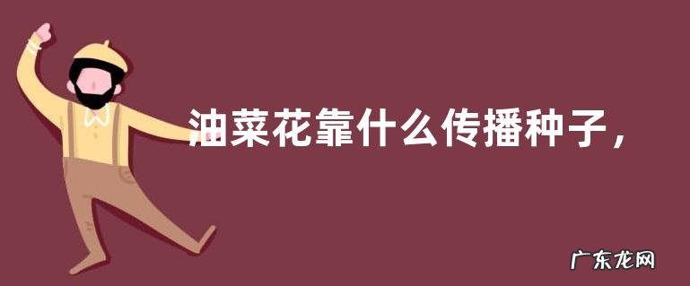 油菜花靠什么传播种子,油菜花怎么种
