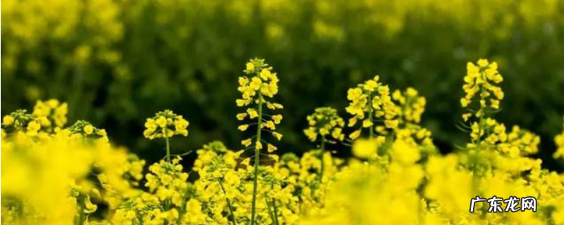 油菜花靠什么传播种子,油菜花怎么种