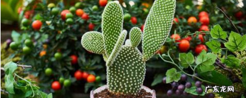 仙人掌病害防治方法，附虫害防治方法