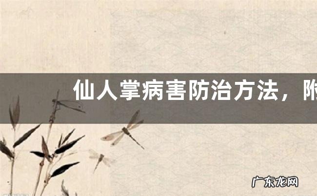 仙人掌病害防治方法，附虫害防治方法