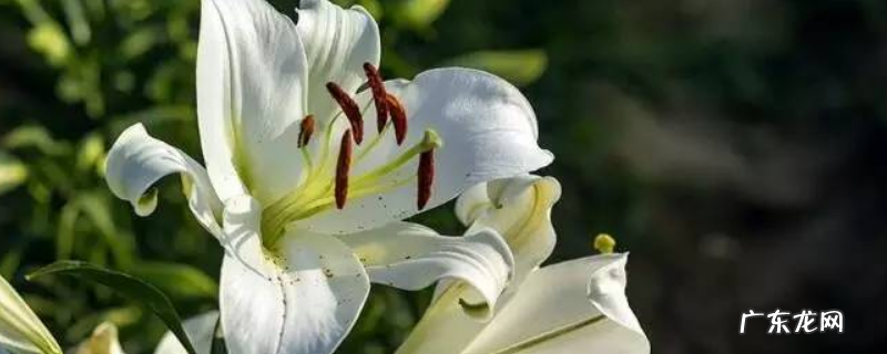 百合花的繁殖方式,主要有这四种方法
