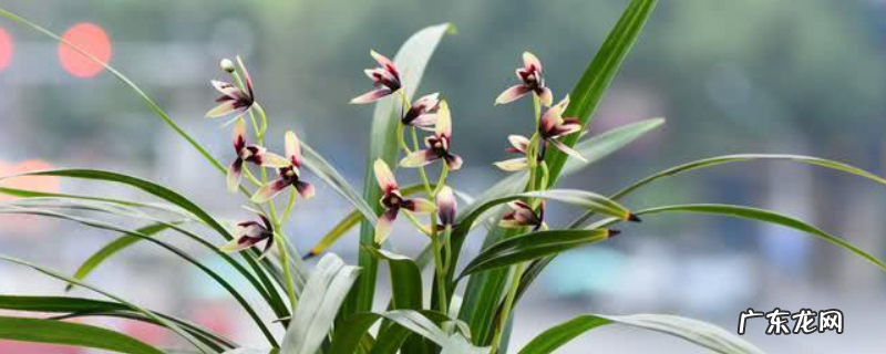 兰花的种植方法,怎样正确浇水