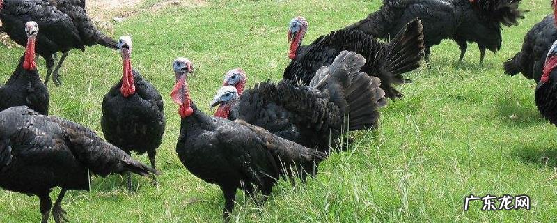 火鸡养殖成本利润,附市场前景
