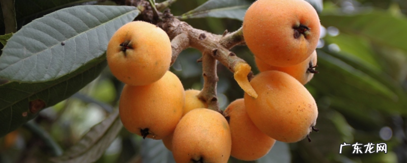 种植枇杷用什么农药,枇杷适宜什么样的生长环境