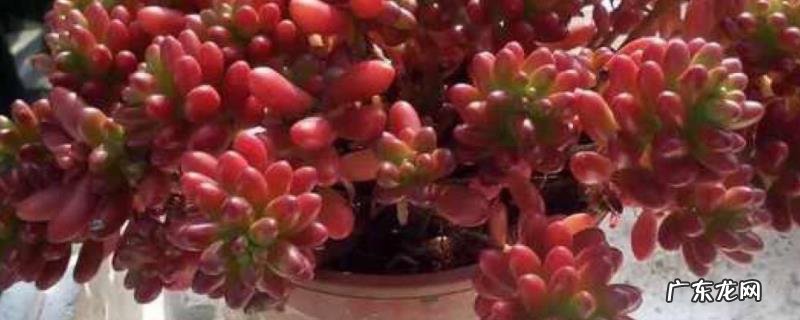 虹之玉如何繁殖,怎样管理养护