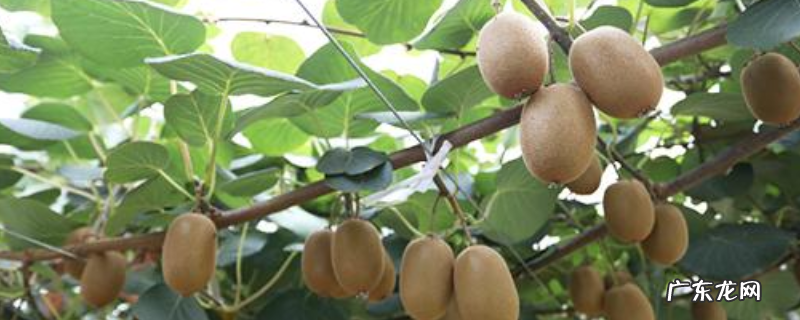 猕猴桃树怎样嫁接,有哪些步骤和注意事项