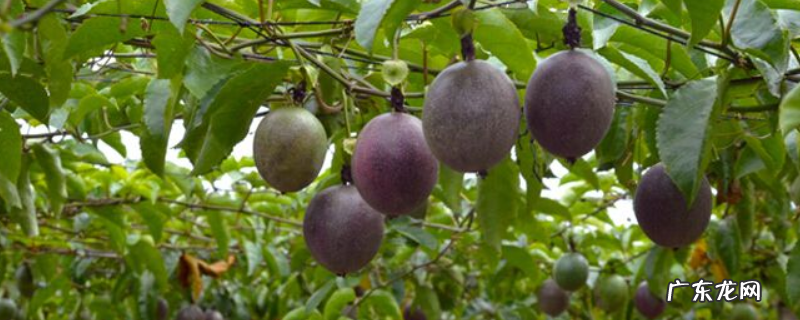 用什么农药给百香果除虫,具体要对症用药