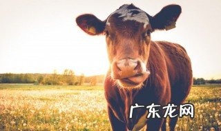 牛的英语单词怎么写的 牛的英语单词如何写