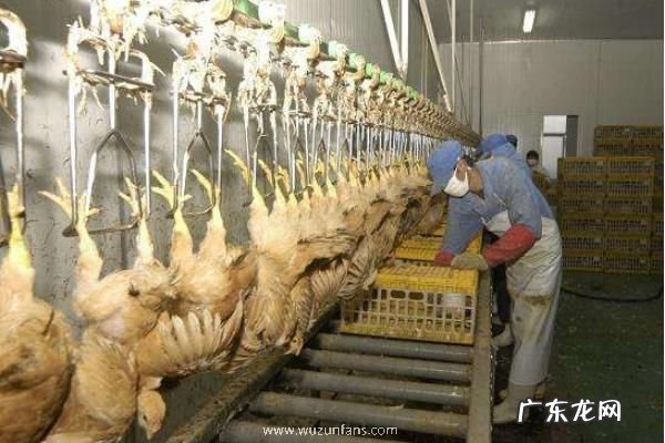 农村加工项目,从农村实际情况出发选择合适的项目