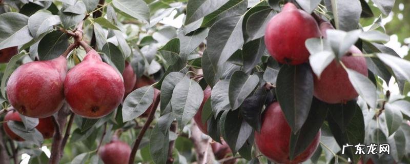 红啤梨种植条件要求，红啤梨的市场价格大概多少