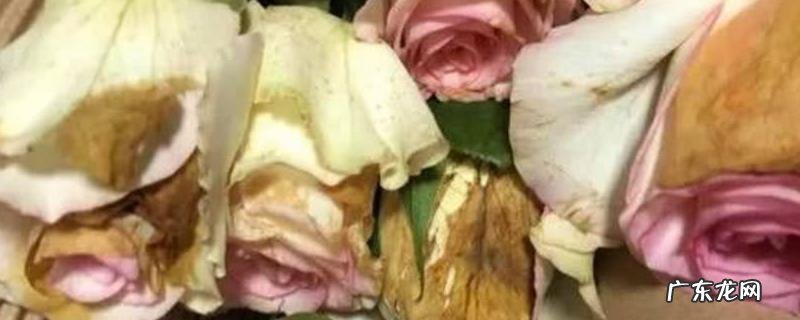 玫瑰患病虫害如何治疗,不同病虫害有不同的防治方法