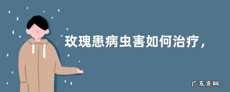 玫瑰患病虫害如何治疗,不同病虫害有不同的防治方法