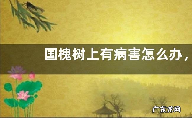 国槐树上有病害怎么办,附国槐树的栽培价值