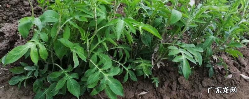 丹参苗的价格大概多少,有什么栽培技术要点吗