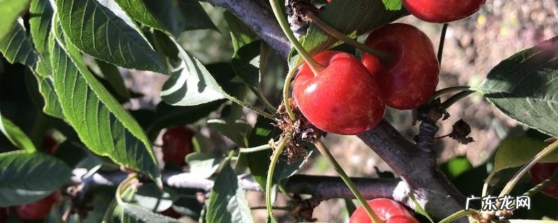 大连樱桃树苗的价格大概多少,有哪些种植要点
